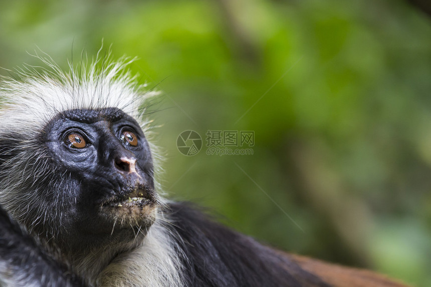 濒危的桑给巴尔红椰壳猴子Procolobuskirkii朱扎尼森图片