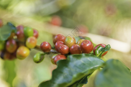 哥斯达黎加成熟咖啡豆的特辑照片校对P图片