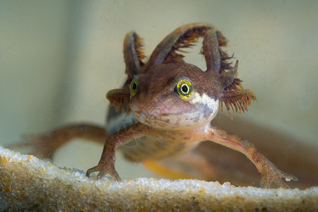 水族馆里的普通蝾螈Triturusvulgaris蝌蚪图片