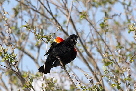 一只小红翼黑鸟在树上图片