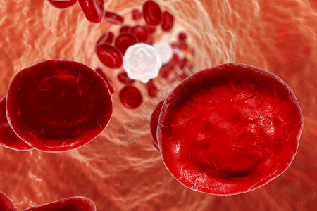 含有红血细胞和白血球的血背景图片