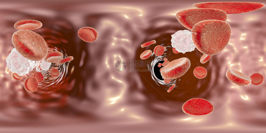 血管内的全球形全景360度视图显示红细胞和白细胞图片