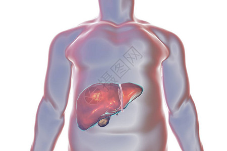人体内有胆囊的肝脏3D插图图片