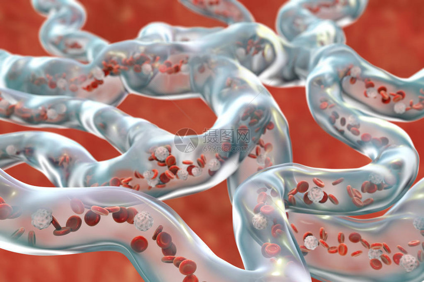血管网络带流动血细胞的刺图片