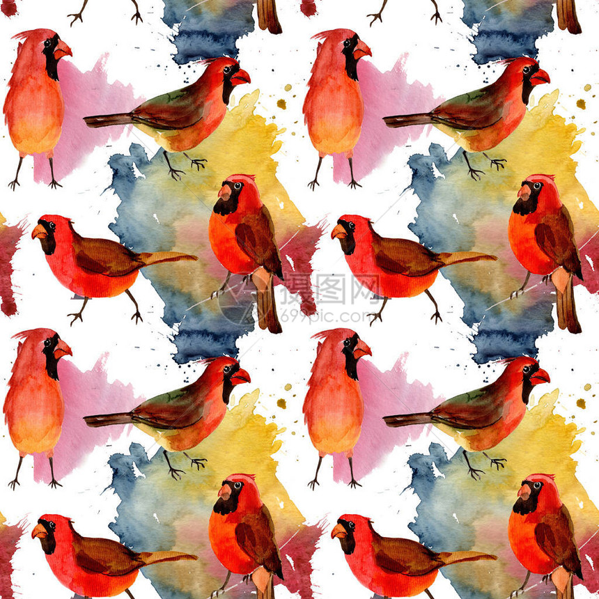 水彩风格的野生动物中的天空鸟红色基数图案图片