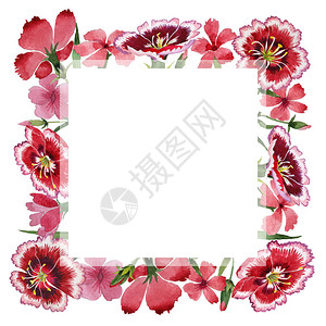 孤立的水彩风格野花康乃馨花框图片