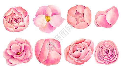 奶夏果收集孤立的水彩粉红玫瑰和手插画