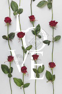 整条红玫瑰的完整框架孤立在白色圣背景图片