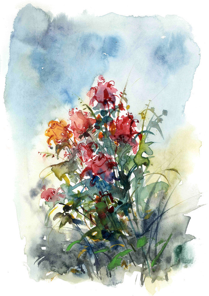 玫瑰花束水彩插图图片