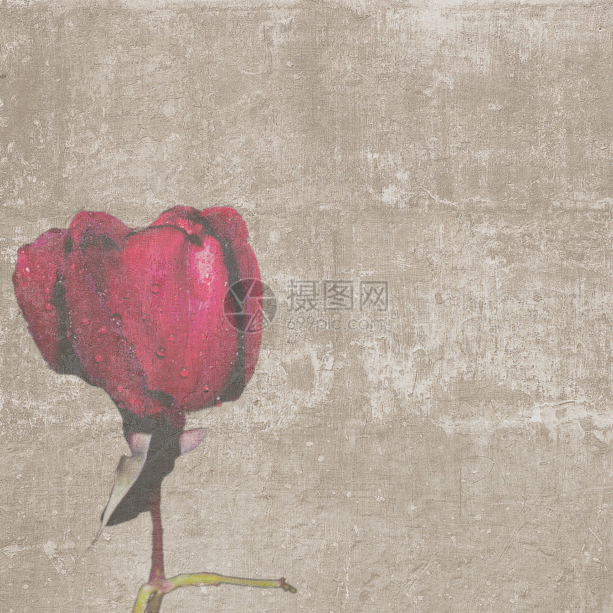 方形复古纹理与红玫瑰花蕾图片