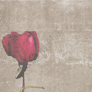 方形复古纹理与红玫瑰花蕾图片