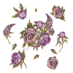水彩花玫瑰牡丹紫丁香设置元素复古束鲜花婚礼花束柔和的颜色粉色图片
