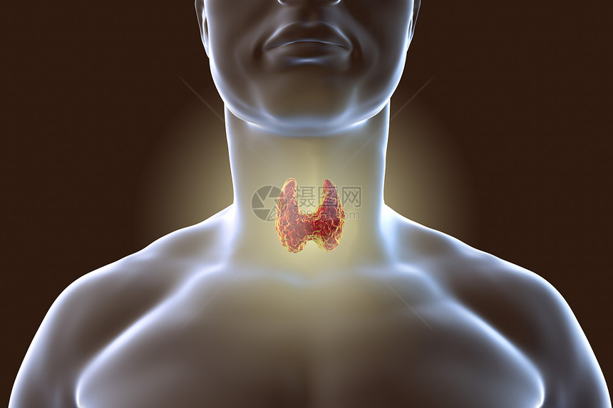 人体内的甲状腺3D插图图片