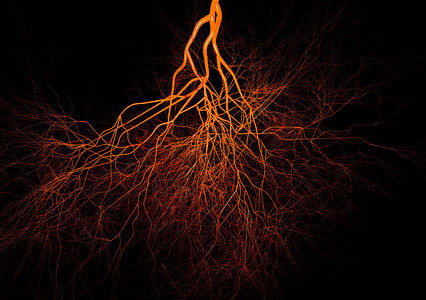 神经系统或血液系图片