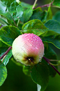 雨后树上成熟的苹果图片