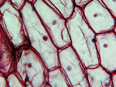 通过显微镜观察的洋葱皮上层细胞图片