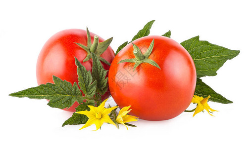 成熟的西红柿在白色背景下被隔离图片