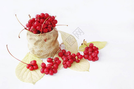 五味子浆果和叶子上白色孤立红色水果作物背景图片