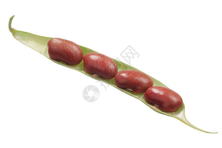 显示种子的红肾豆Squato图片