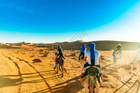 摩洛哥沙漠的骆驼在Mh图片