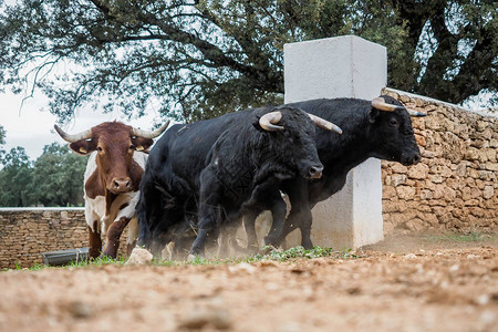 西班牙斗牛的踩踏事件图片