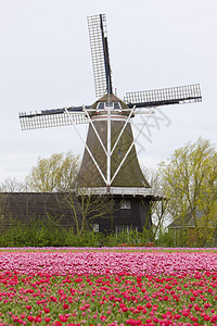 荷兰Holwold荷兰霍尔德风图片