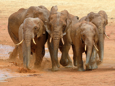 湖中大象肯尼亚国图片