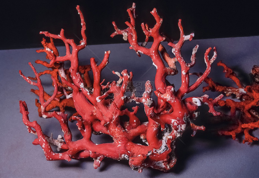 意大利撒丁尼亚阿尔盖罗地中海红珊瑚分支图片