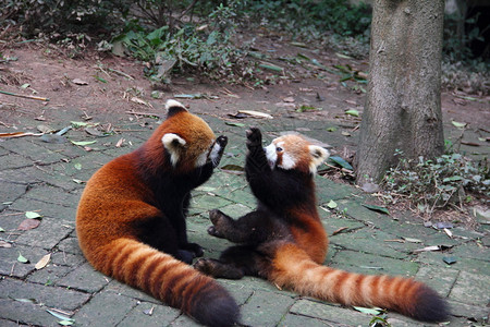 两只红熊猫Ailurusfulgen图片