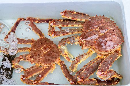 日本鱼市水中的新鲜帝王蟹塔拉巴是螃蟹之王好吃图片