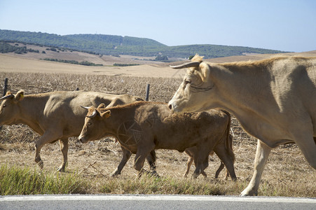 三头牛走在路边图片