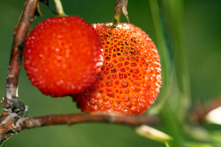 梅德罗尼奥两个红色草莓树果实挂的特写视图背景