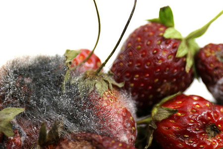 草莓腐烂腐烂水果水果发霉水果草莓腐背景图片
