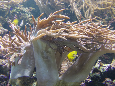 藻类和珊瑚礁以及温暖的南海图片