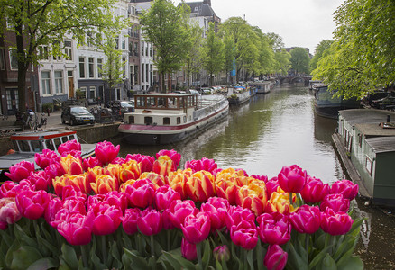 荷兰阿姆斯特丹街头的红图片