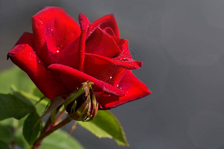 与水滴在花园里的红玫瑰图片