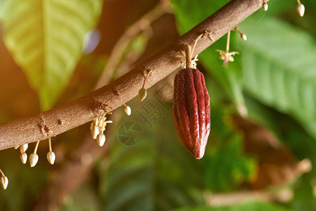 Cacao分枝鲜青水果和图片