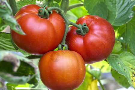 红色的西红柿图片