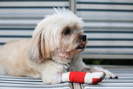 受伤的西施犬腿被红绷带包扎背景图片