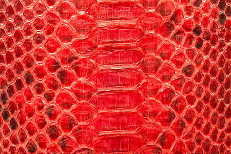 红色蟒蛇皮背景为皮肤纹理图片
