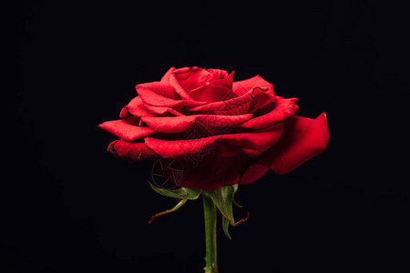 紧贴着美丽的红玫瑰的近视在背景图片