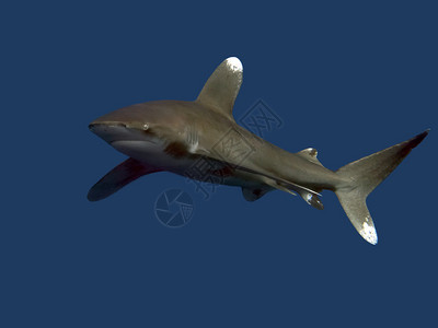 大洋白鳍鲨图片