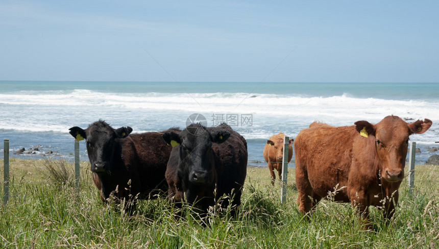 黑和红安古斯奶牛仰望着海图片