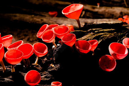 泰国的真菌杯红蘑菇或葡图片