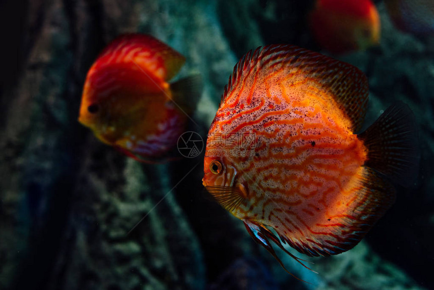 红鱼在深水族馆的水下游泳图片