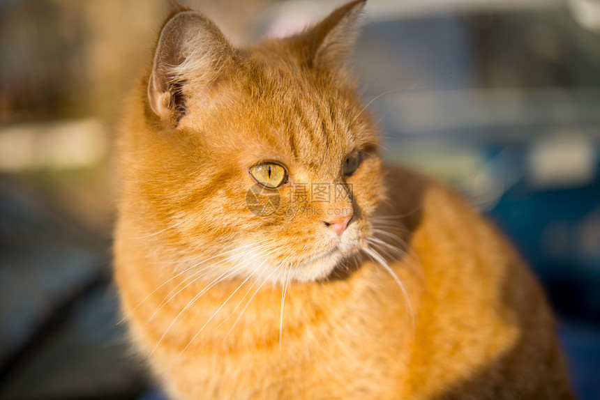 英俊的红色虎斑猫保卫自己的领地图片