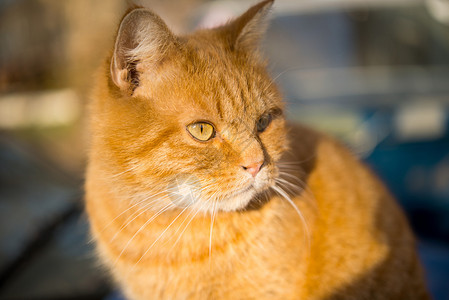 英俊的红色虎斑猫保卫自己的领地背景图片