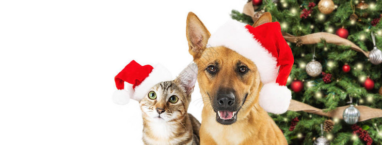 可爱的圣诞狗和猫图片
