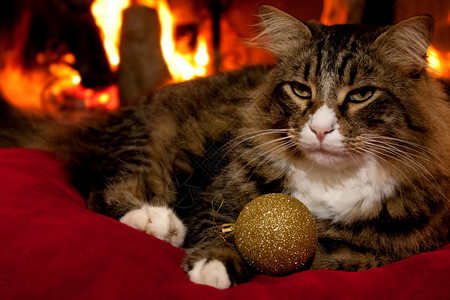 季节和假日圣诞节猫与圣诞球图片