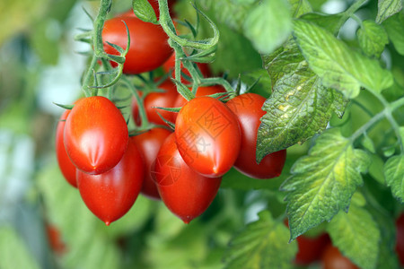 新鲜罗马番茄也称为李子番茄图片